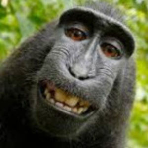 Meet your Posher, Violet